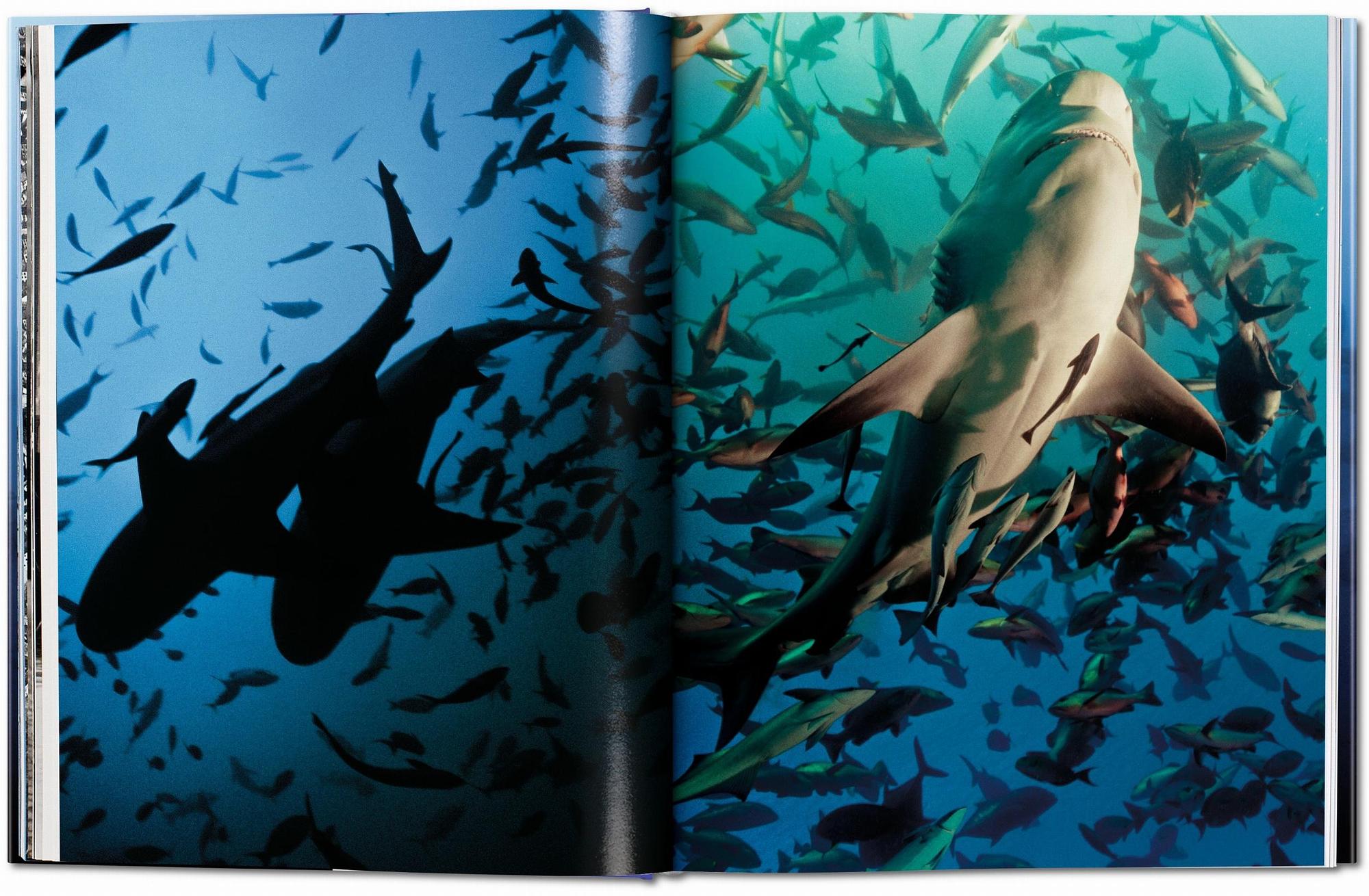 Michael Muller. Sharks 4