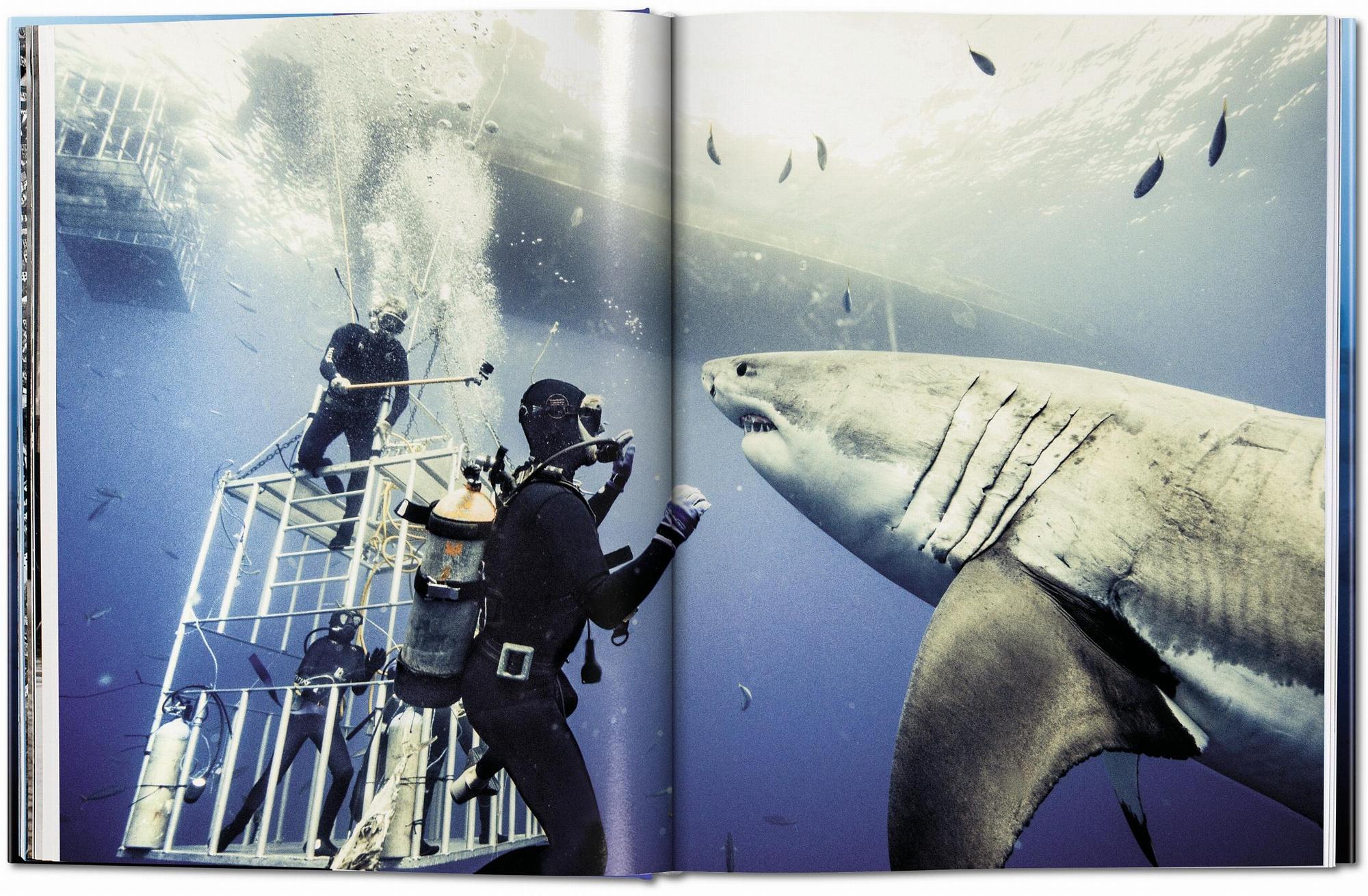 Michael Muller. Sharks 2