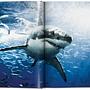Michael Muller. Sharks 3