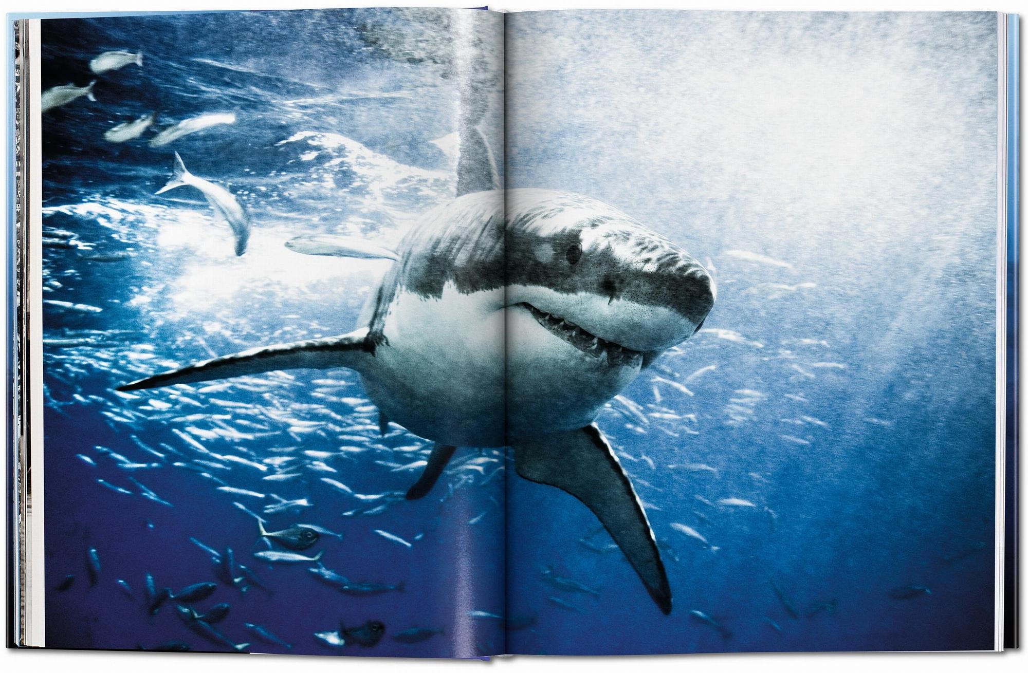 Michael Muller. Sharks 3