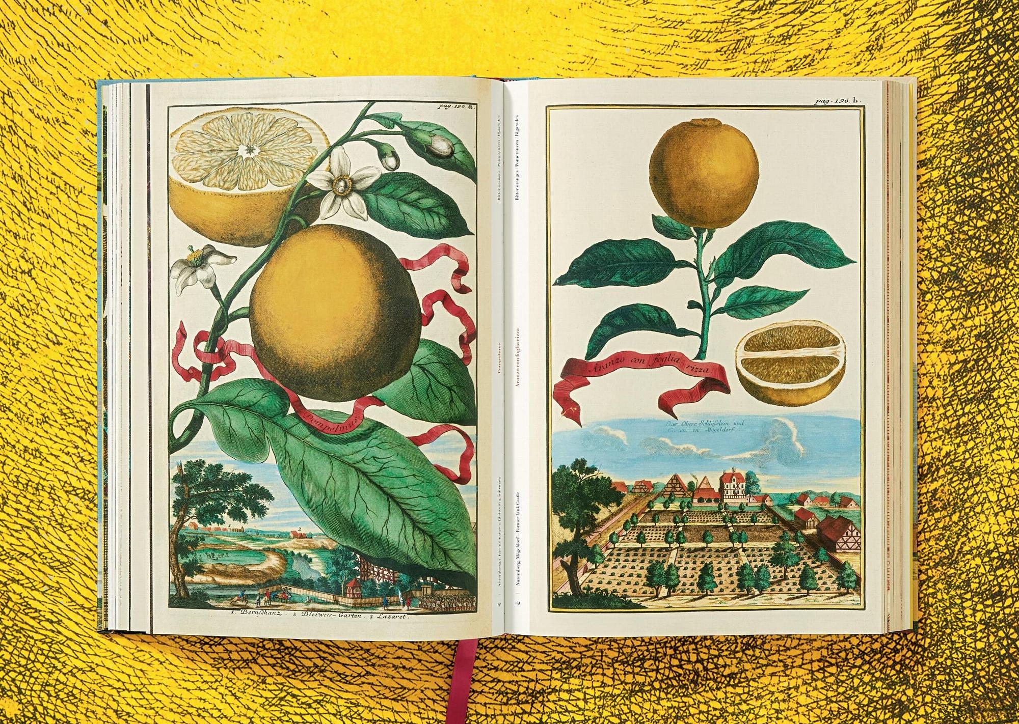 J. C. Volkamer. The Book of Citrus Fruits 6