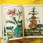 J. C. Volkamer. The Book of Citrus Fruits 8
