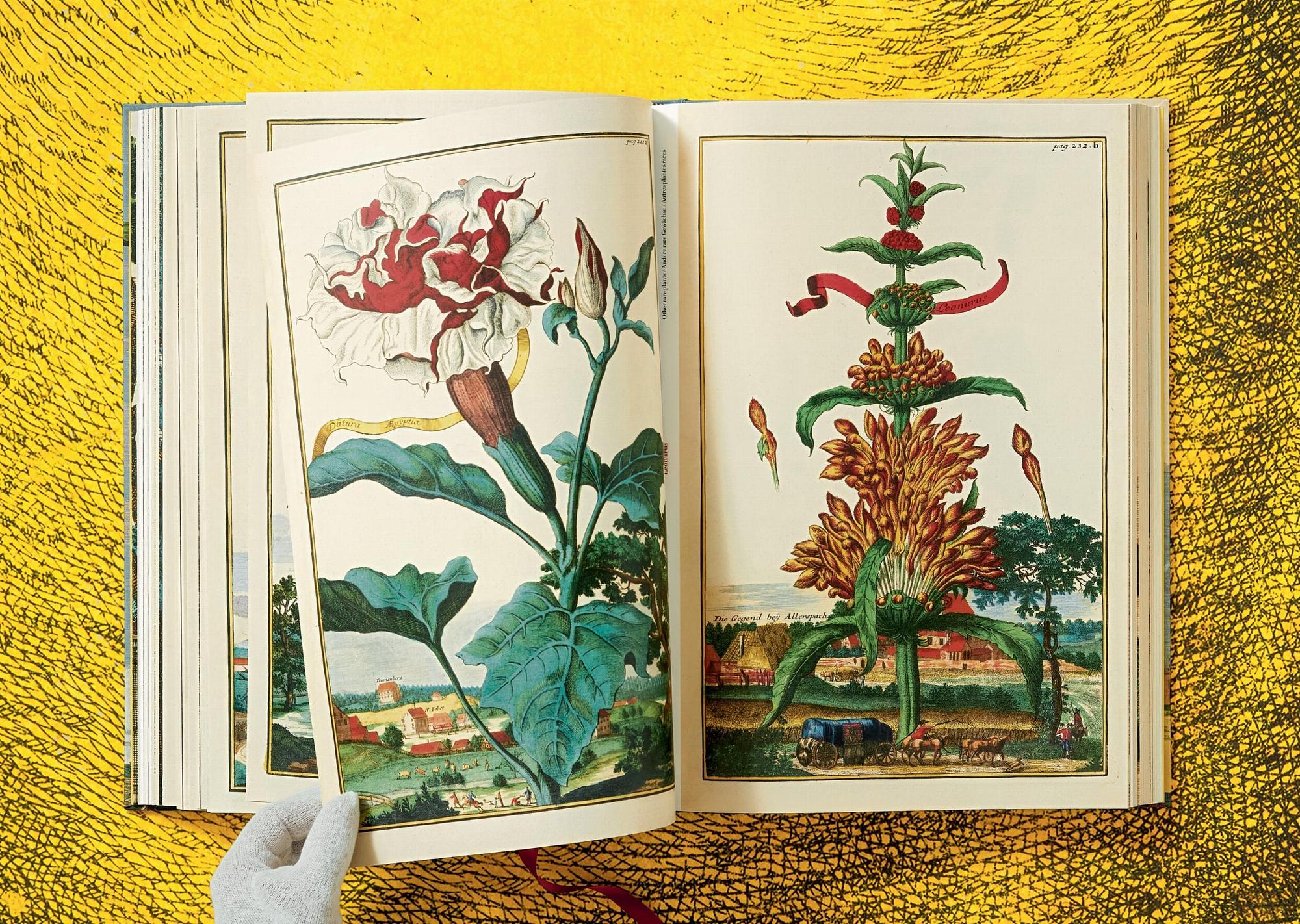 J. C. Volkamer. The Book of Citrus Fruits 8
