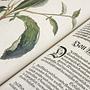 Leonhart Fuchs. The New Herbal 4
