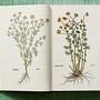Leonhart Fuchs. The New Herbal 7