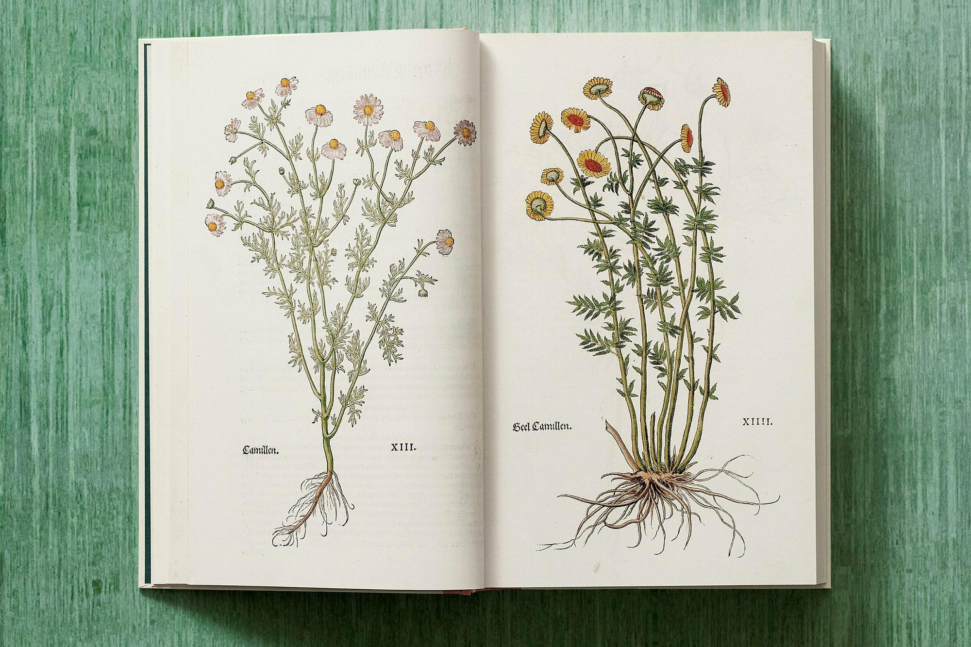 Leonhart Fuchs. The New Herbal 7
