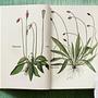 Leonhart Fuchs. The New Herbal 8