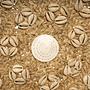Caribe Shell Plate Beige 5