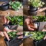 3x Wall planter with self-watering 2