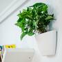 3x Wall flower pot with self-watering White 5