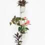 Design Award: Pine wood planting system Smart Irrigation 5