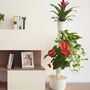 Design Award: Pine Wood White Plant System 4