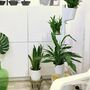 Design Award: Pine Wood White Plant System 6