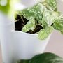 Design Award: Pine Wood White Plant System 2