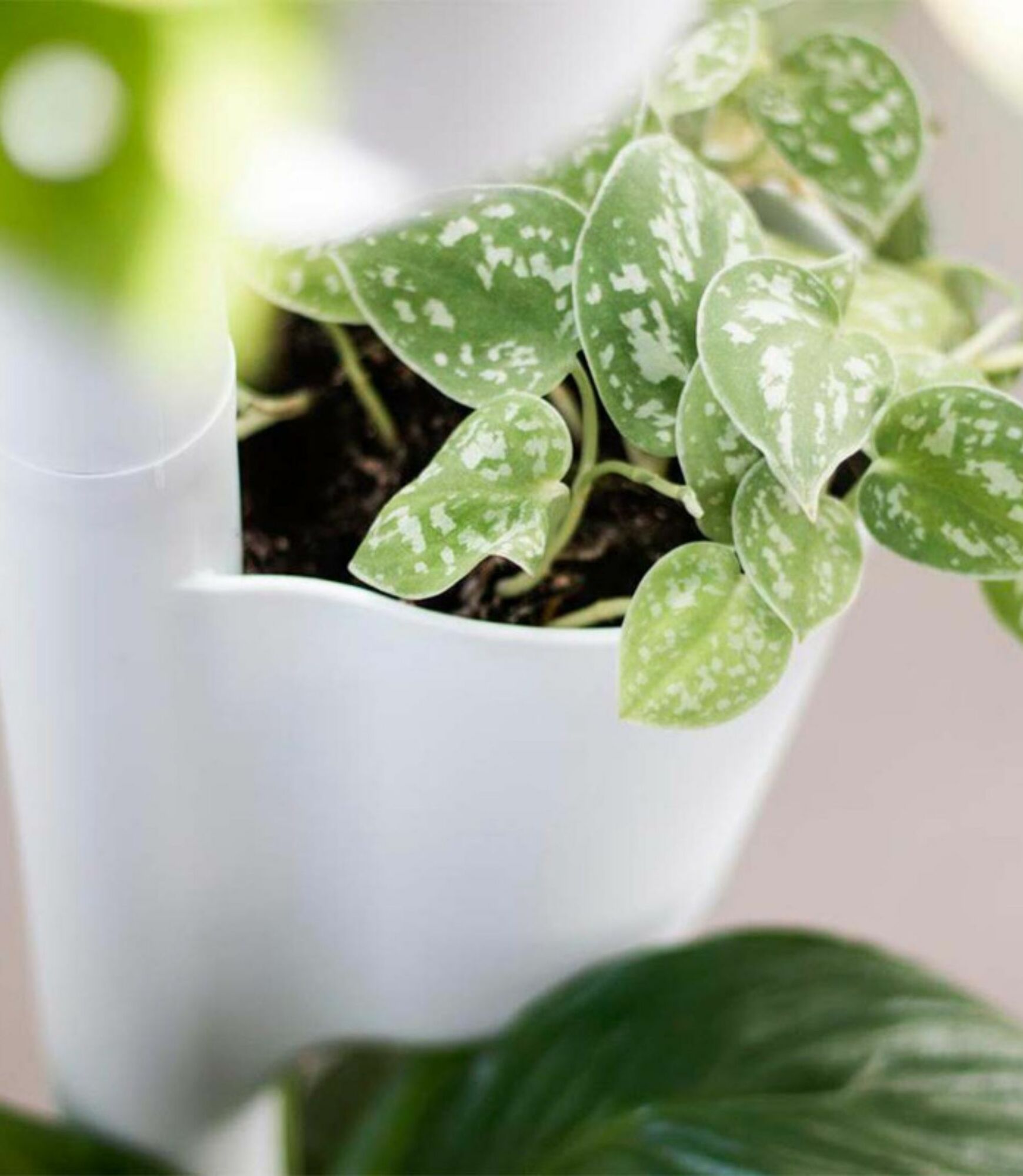 Design Award: Pine Wood White Plant System 2