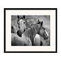 Wild Horses Art Print with Frame Black and White 0