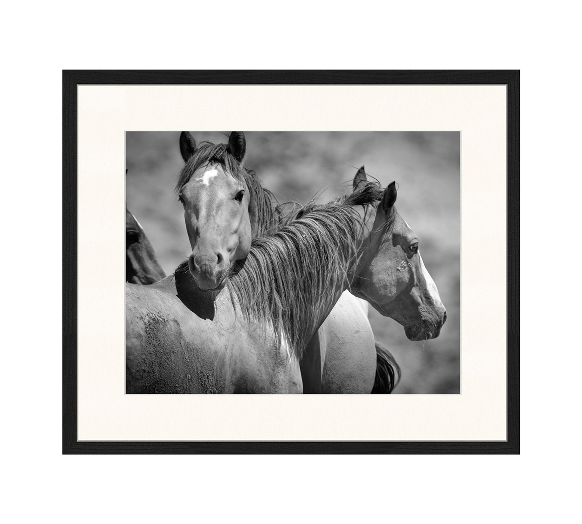 Wild Horses Stampa d'arte con cornice Bianco e nero 0