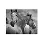Wild Horses Art Print with Frame Black and White 1