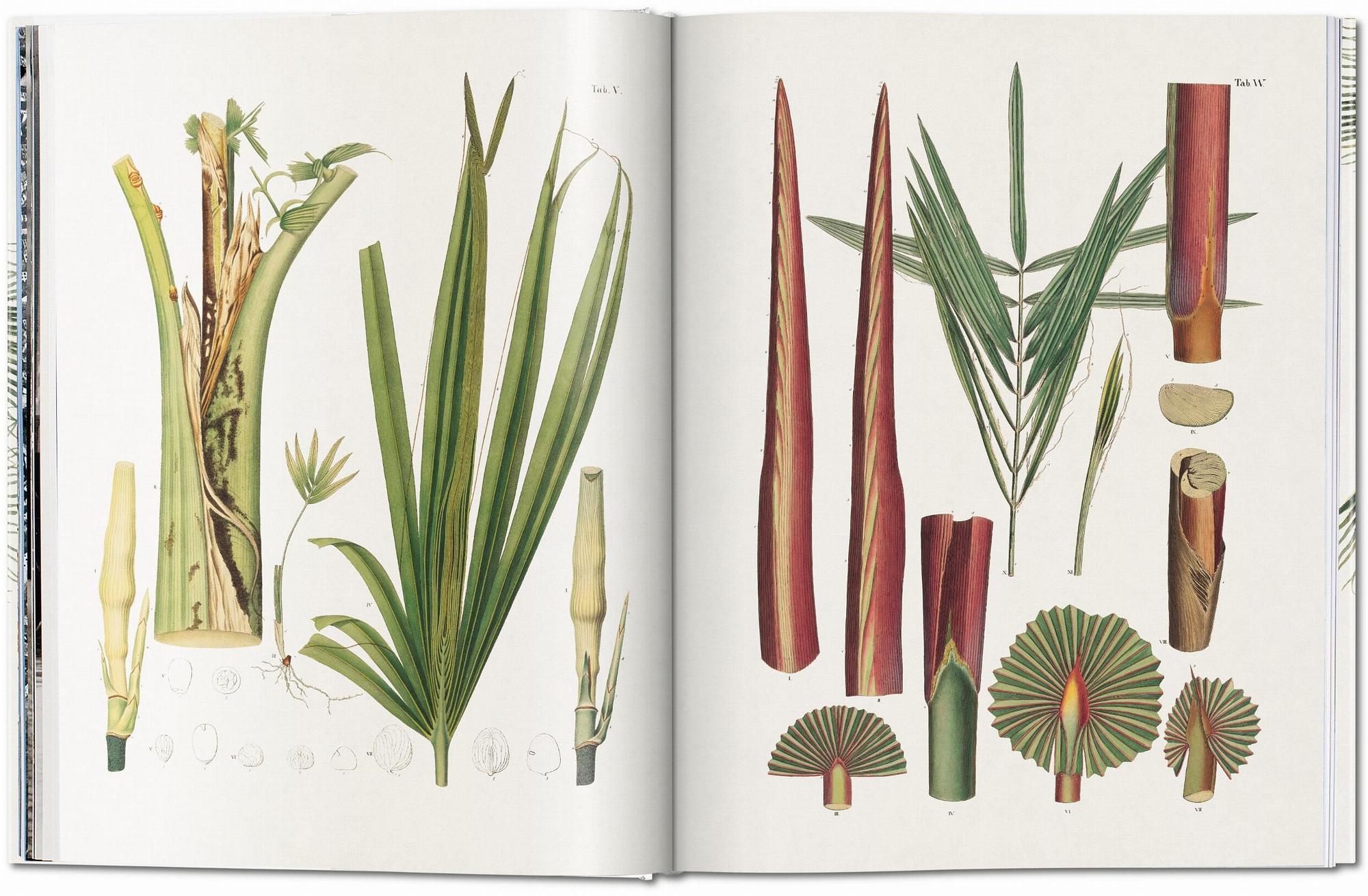Martius. The Book of Palms 3