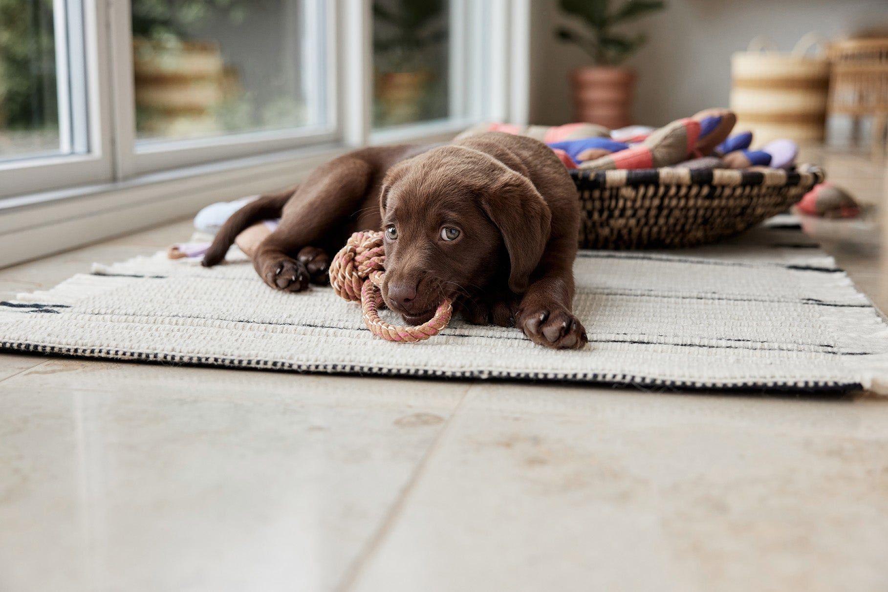 Ashi Hundespielzeug Polyester Recycelt Mehrfarbig 1