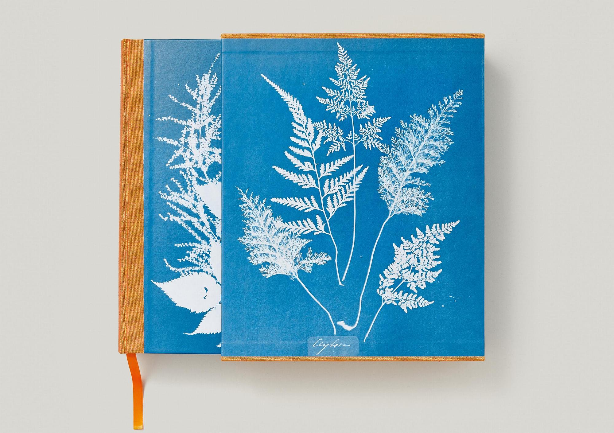 Anna Atkins. Cyanotypes 3