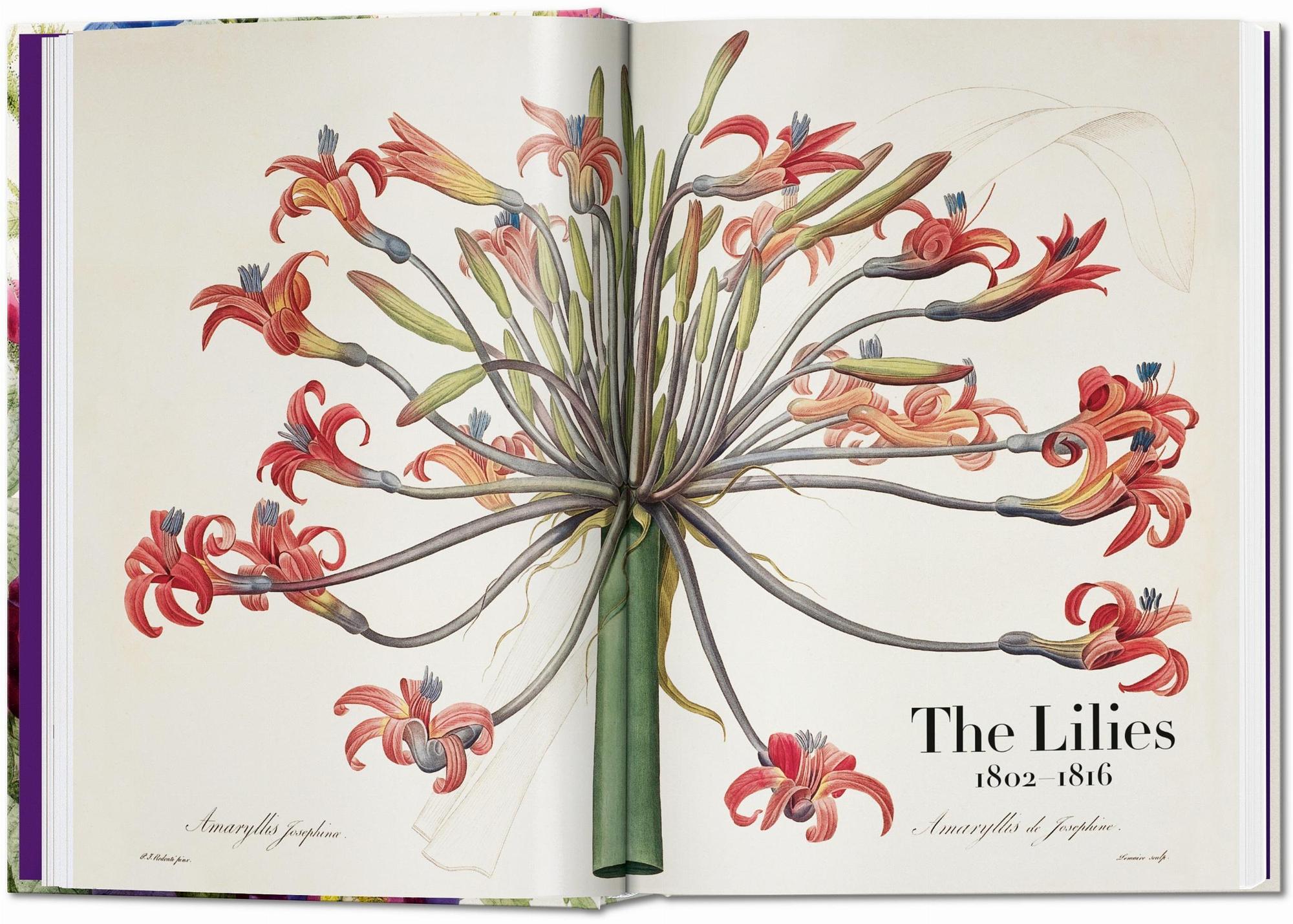 Redouté. The Book of Flowers. 45th Ed. 1