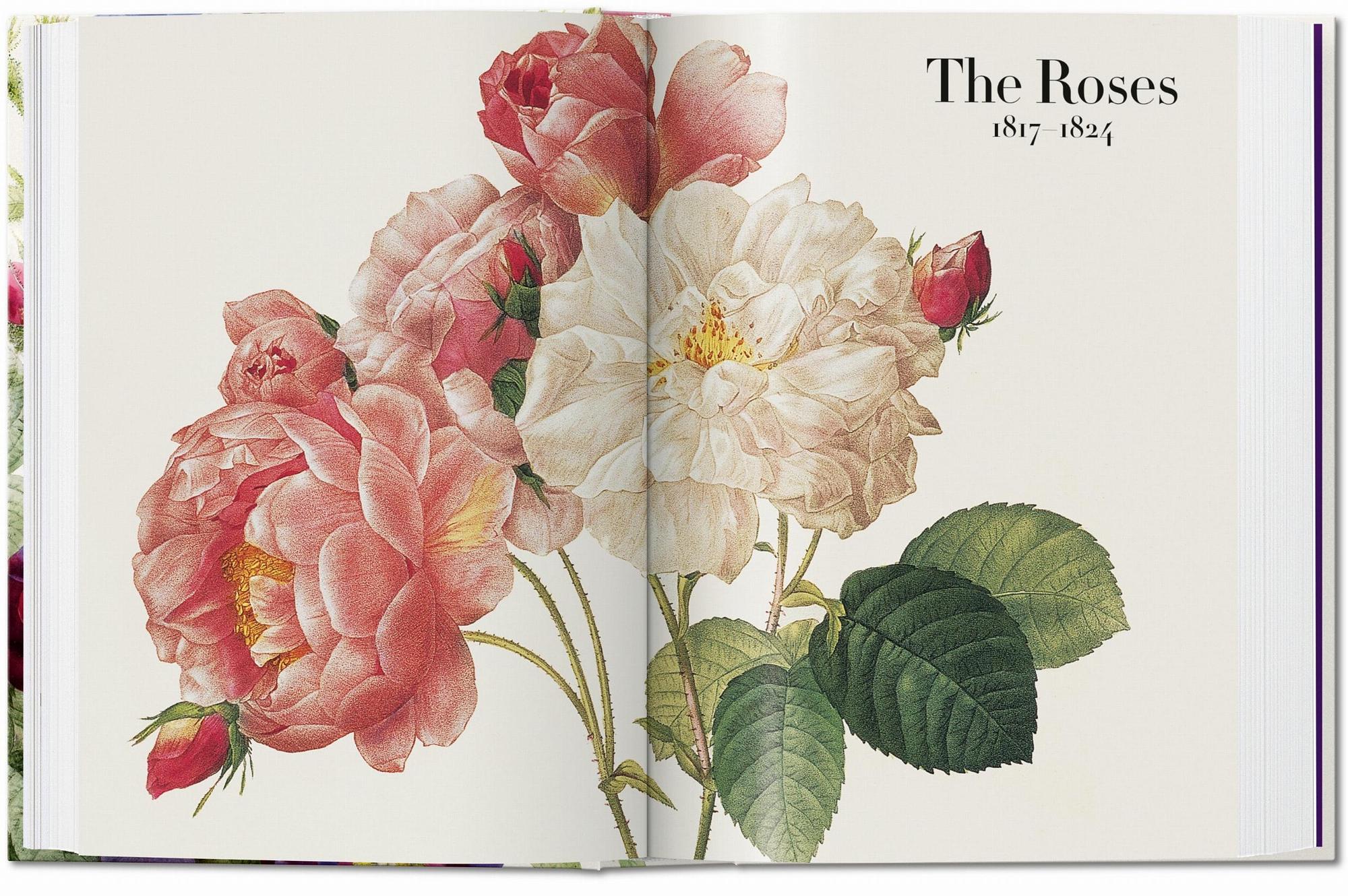 Redouté. The Book of Flowers. 45th Ed. 3