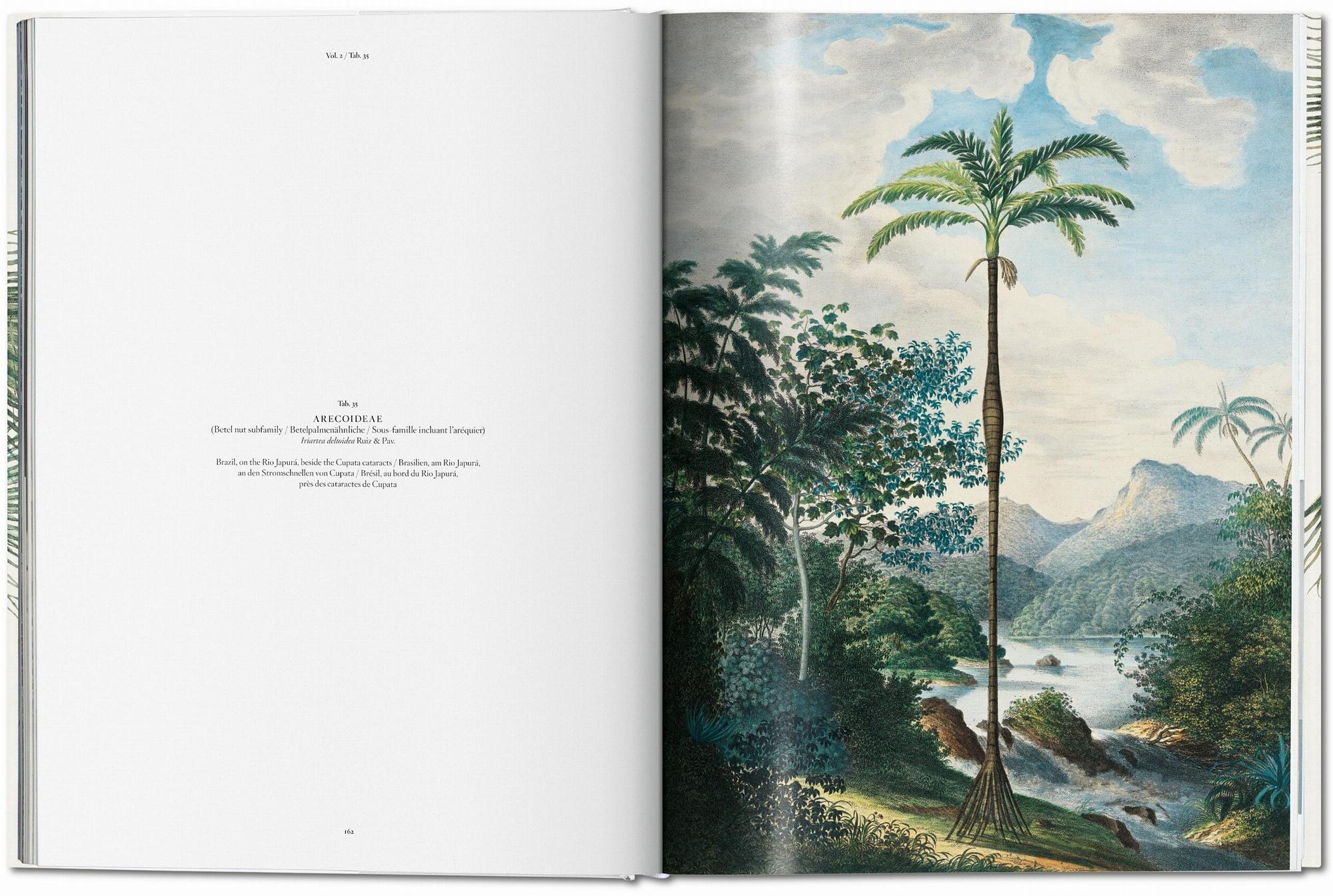 Martius. The Book of Palms 5