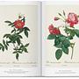 Redouté. The Book of Flowers. 45th Ed. 4