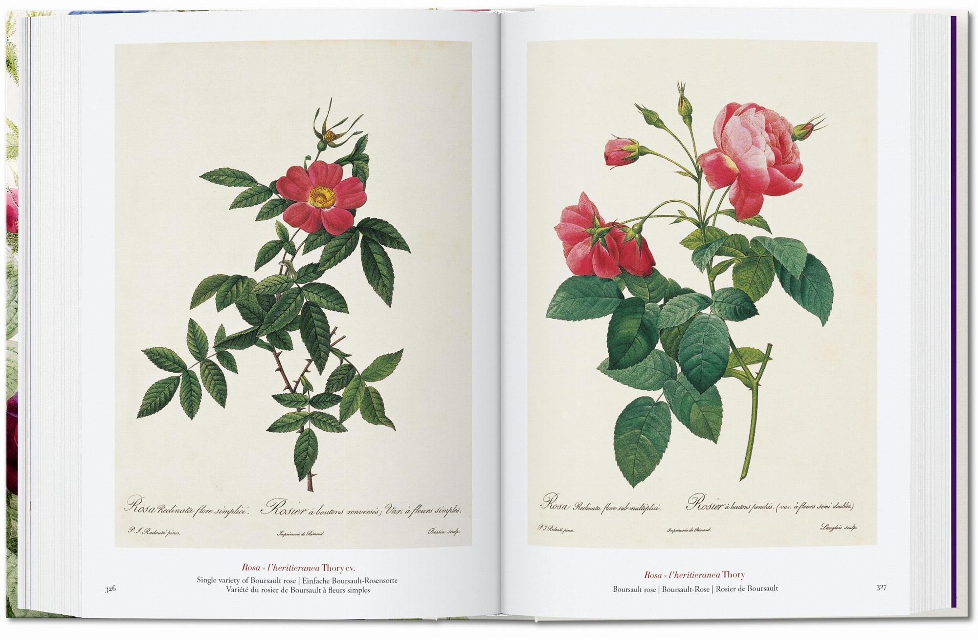 Redouté. The Book of Flowers. 45th Ed. 4
