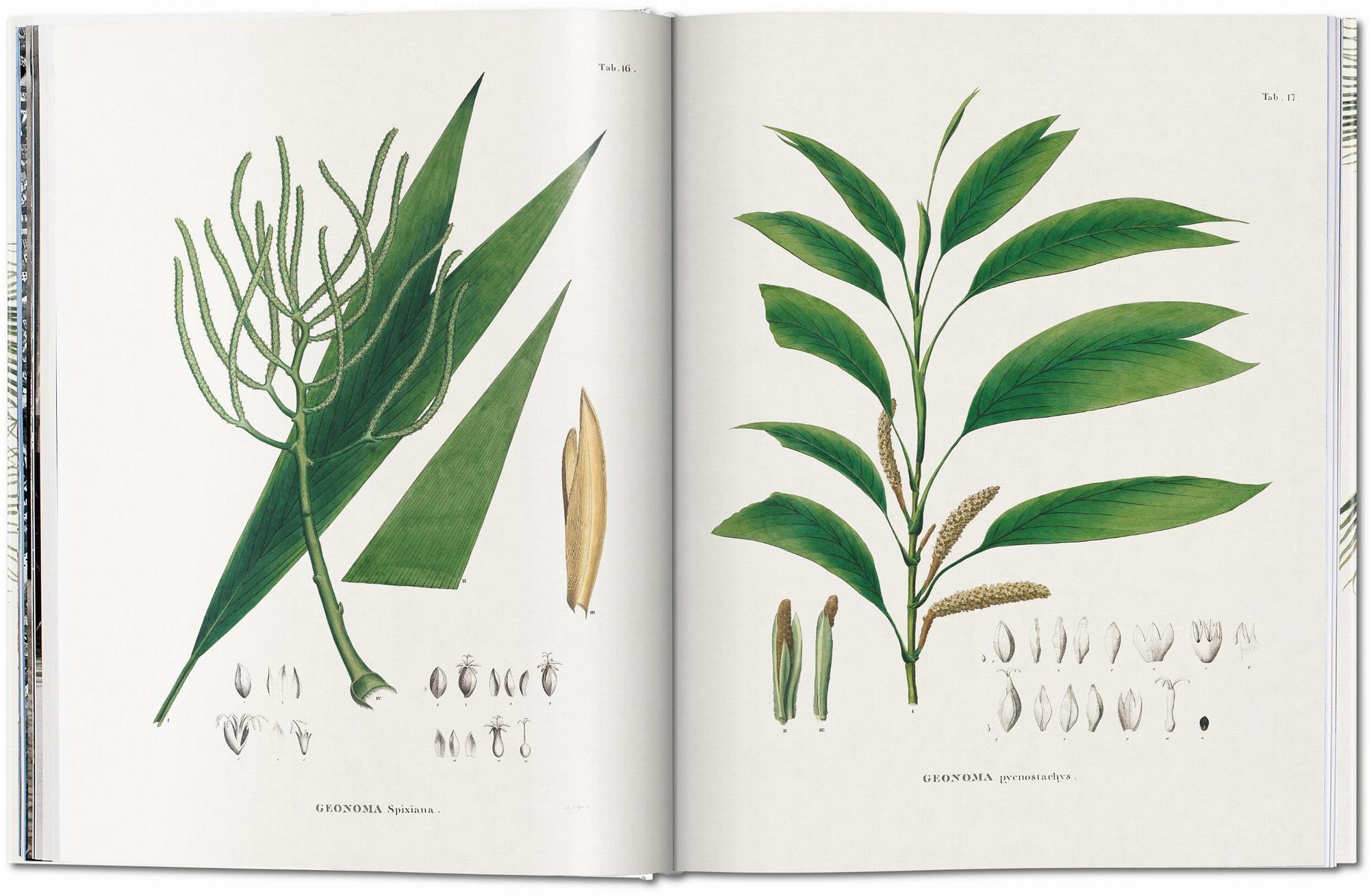 Martius. The Book of Palms 4