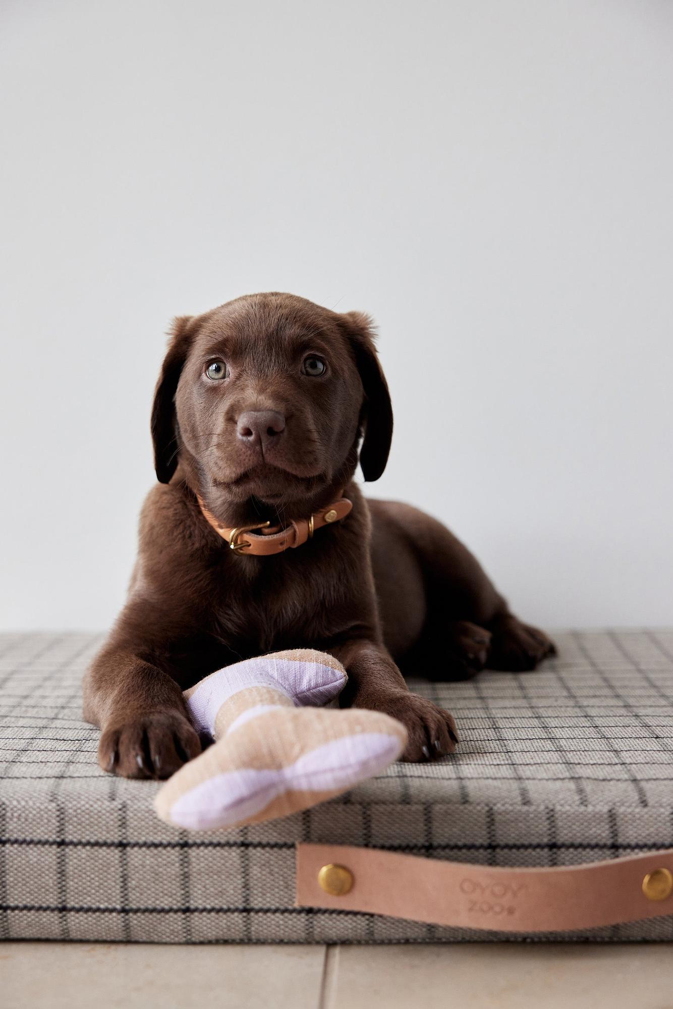 Ashi Hundespielzeug Polyester Recycelt Mehrfarbig 3