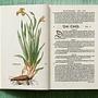 Leonhart Fuchs. The New Herbal 6