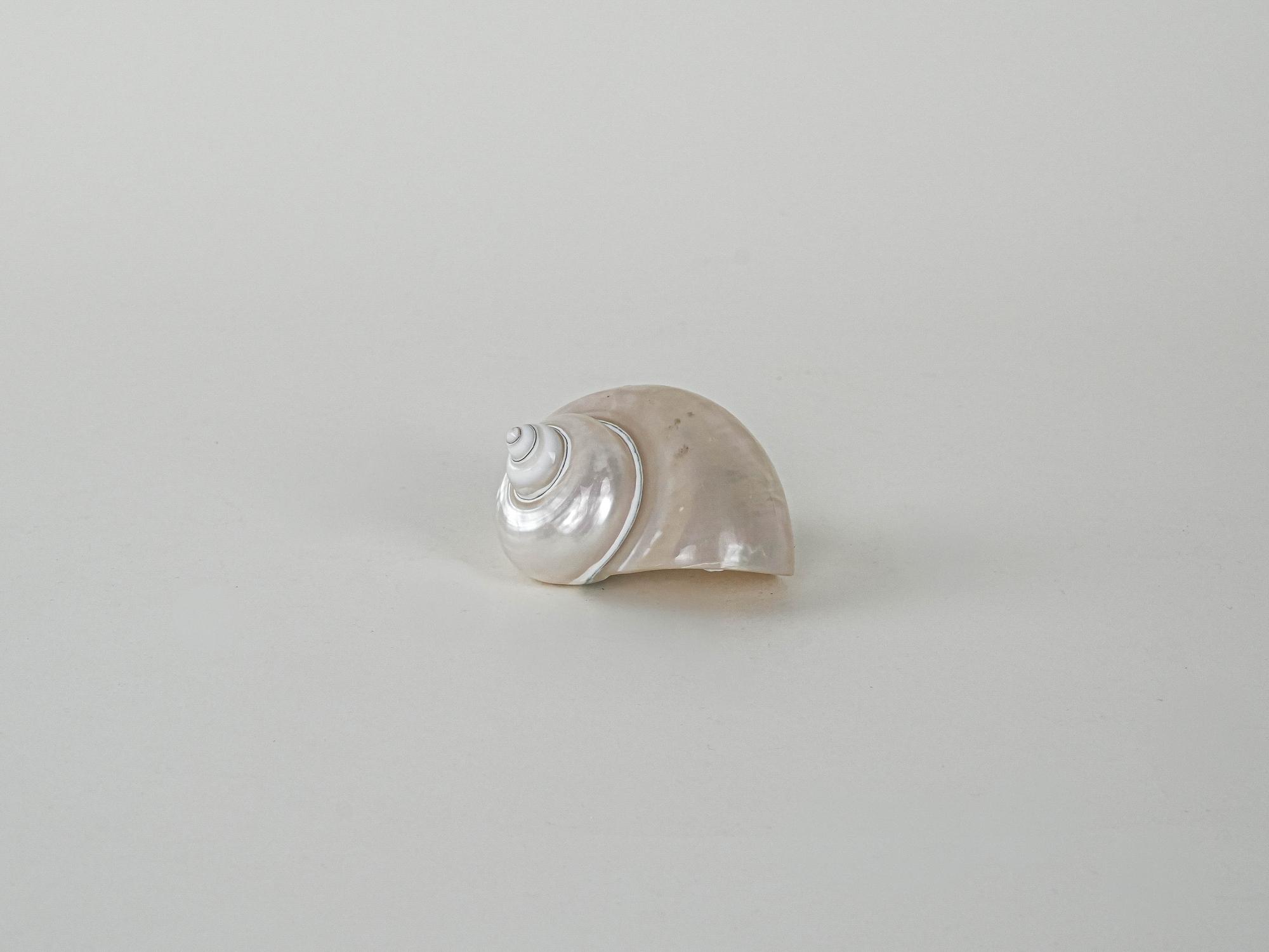 Mother-of-pearl Shell Porcelain 1970s 2