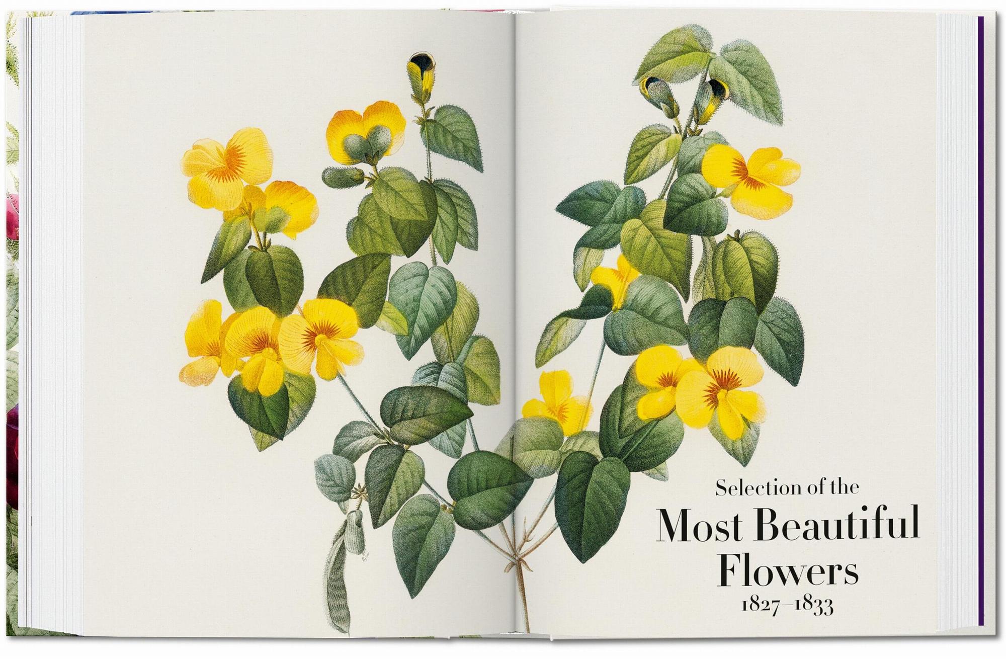 Redouté. The Book of Flowers. 45th Ed. 5