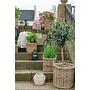 Aufbewahrungskorbset Guuwa 2er Set Rattan Braun 4