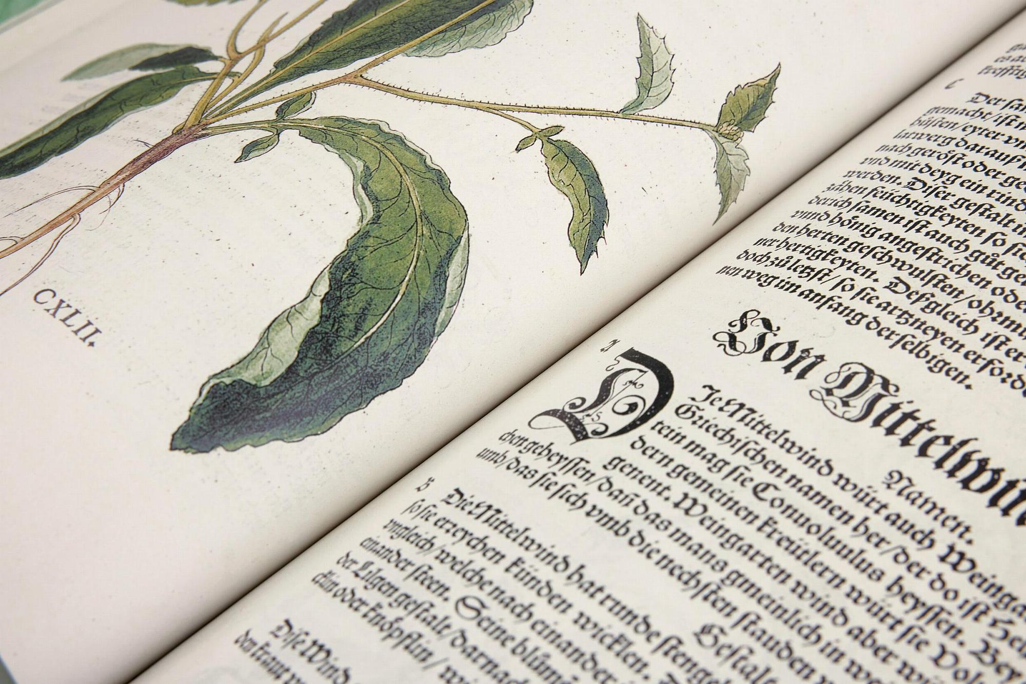 Leonhart Fuchs. The New Herbal 4