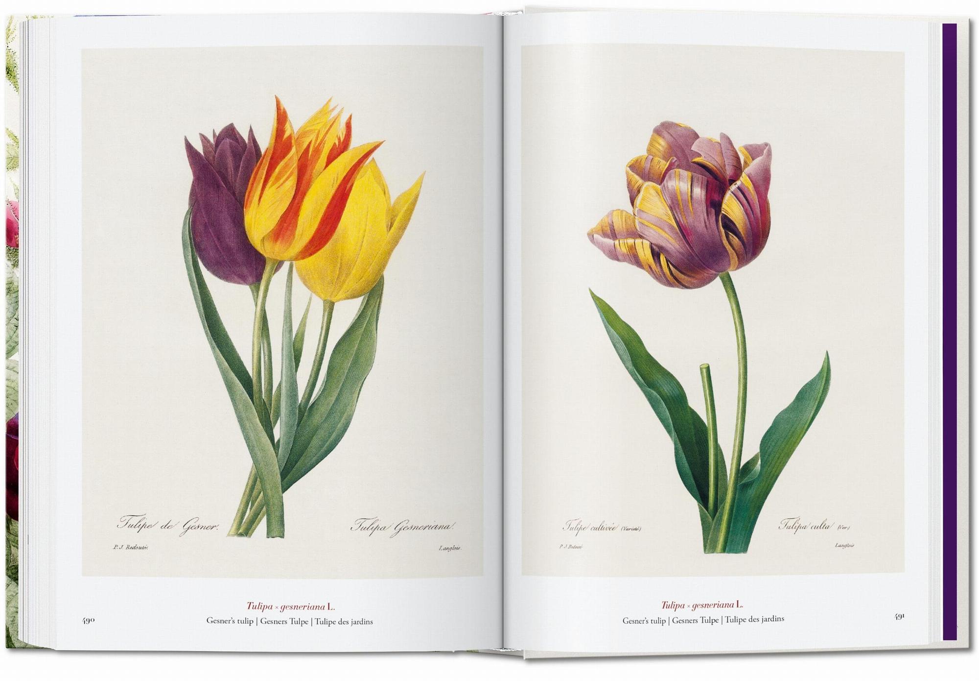 Redouté. The Book of Flowers. 45th Ed. 6