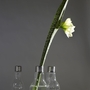 Lightbulb Vase Transparent 3