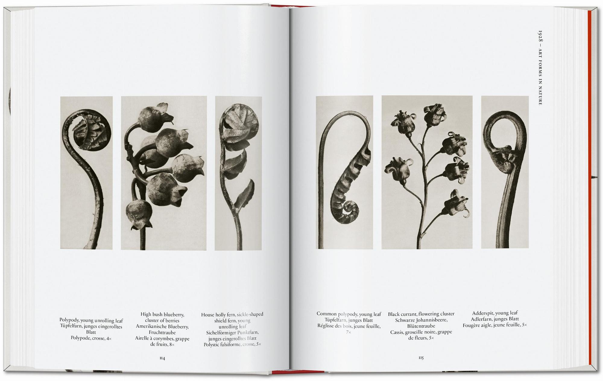 Karl Blossfeldt. The Complete Published Work. 45th Ed. 4