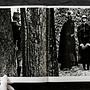 Helmut Newton. Legacy 6