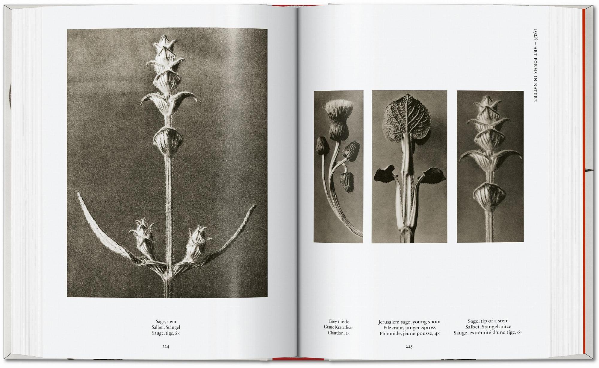 Karl Blossfeldt. The Complete Published Work. 45th Ed. 6