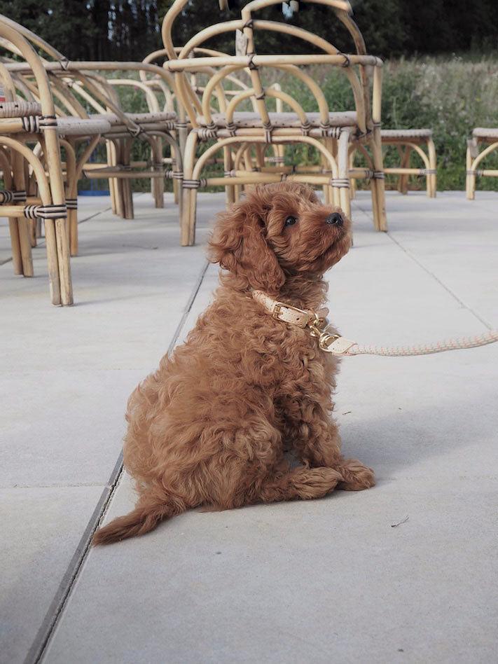 Perry Hundehalsband Medium Karamell 1