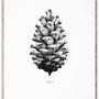1:1 Pine Cone Poster Weiß 0