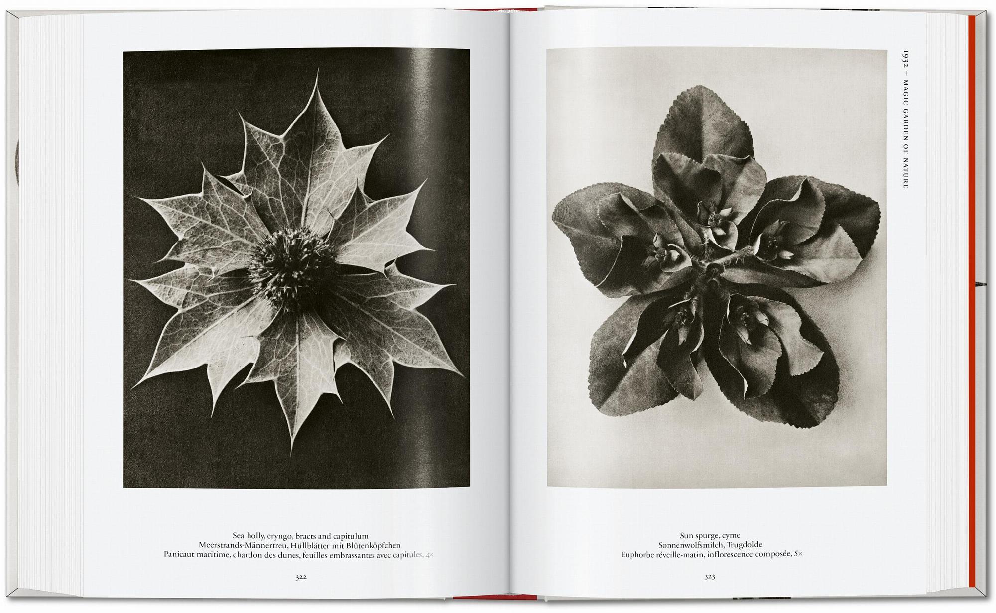 Karl Blossfeldt. The Complete Published Work. 45th Ed. 8
