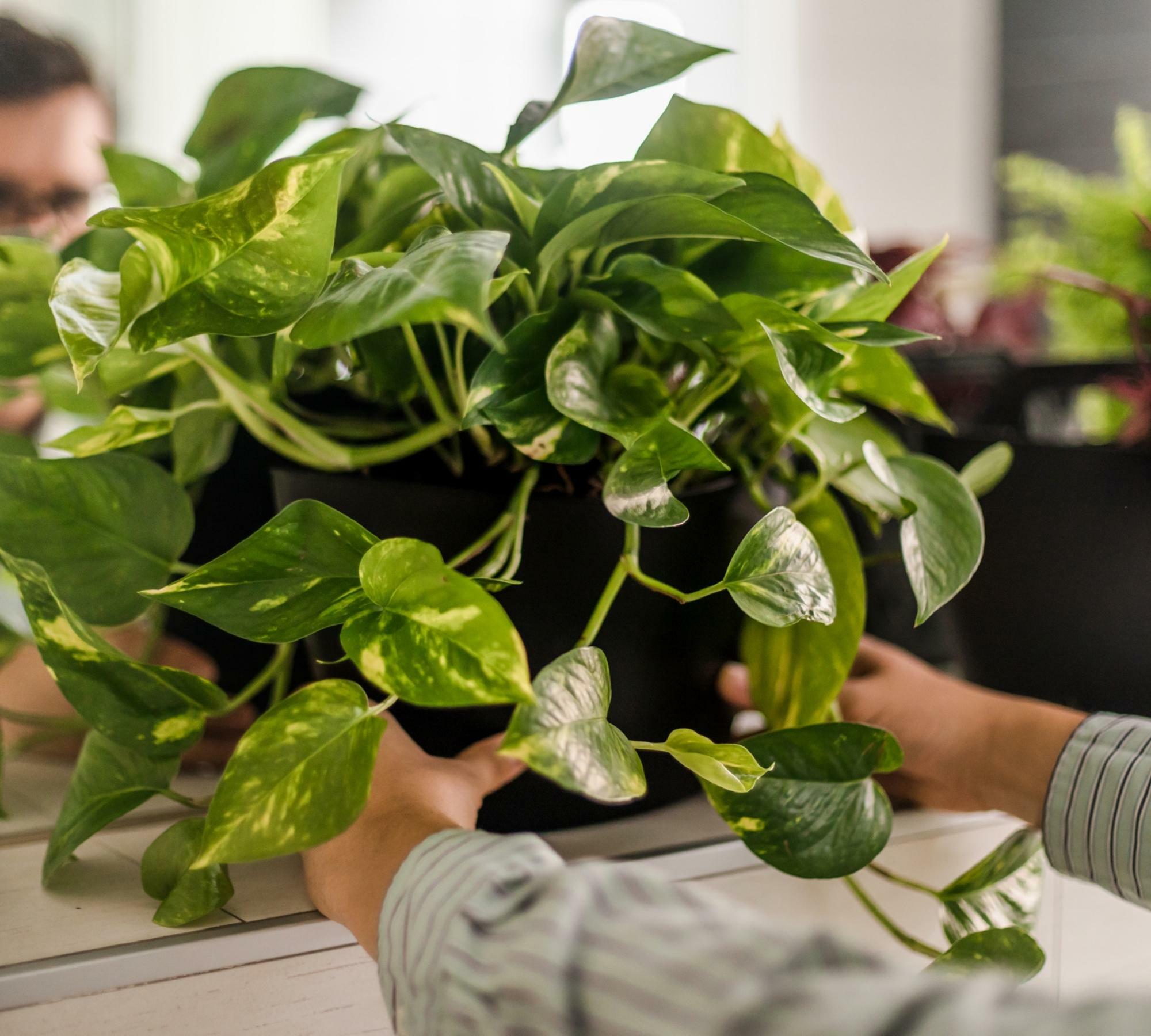 3x Wall Planter with Self-Watering Black 2