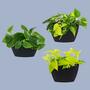 3x Wall Planter with Self-Watering Black 0