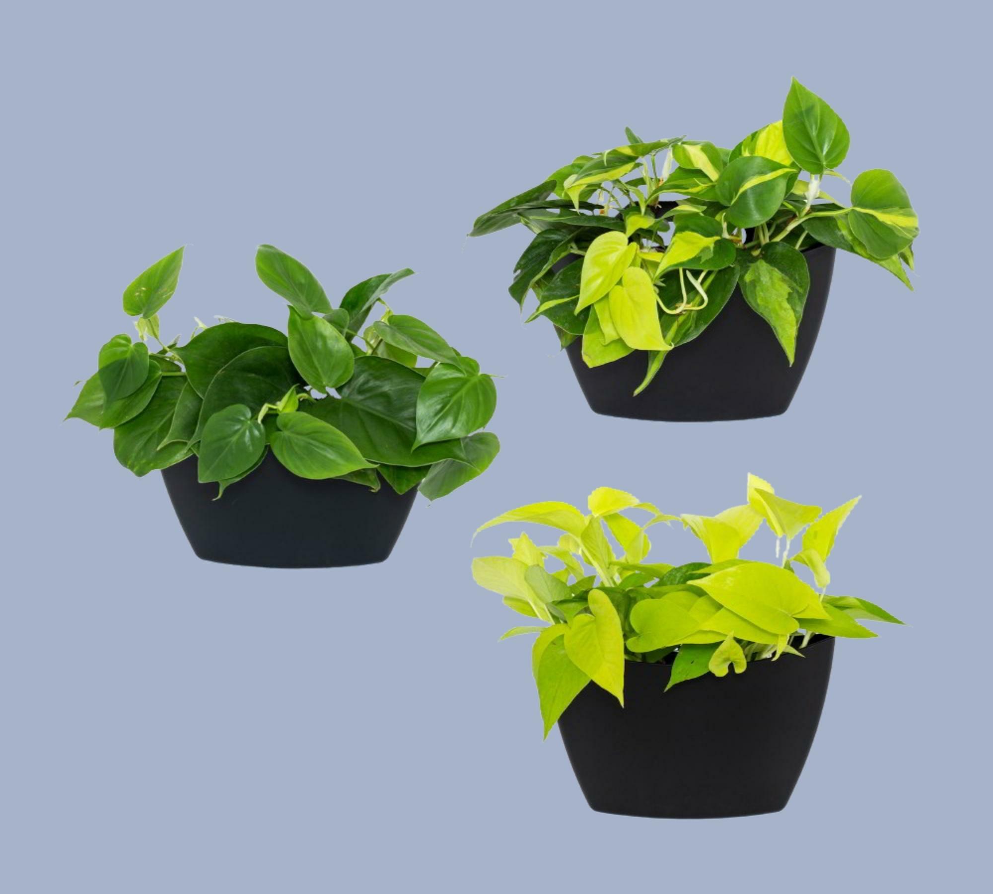 3x Wall Planter with Self-Watering Black 0