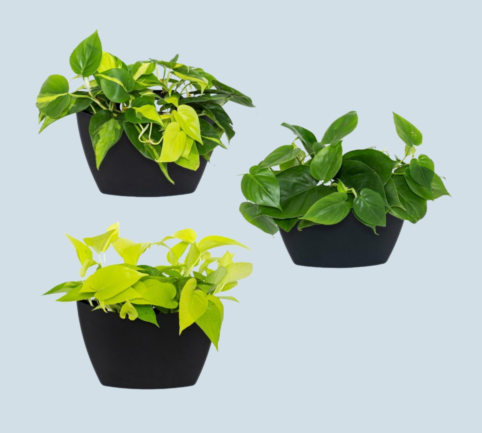 3x Wall Flower Pot Black 0