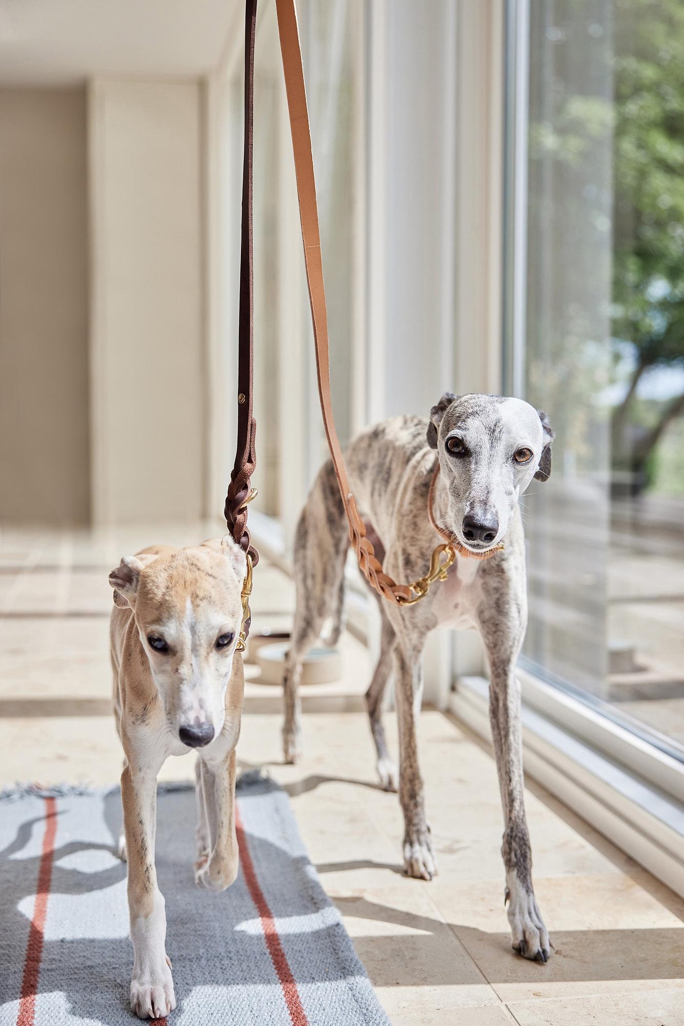 Robin Guinzaglio per cani in pelle marrone 2